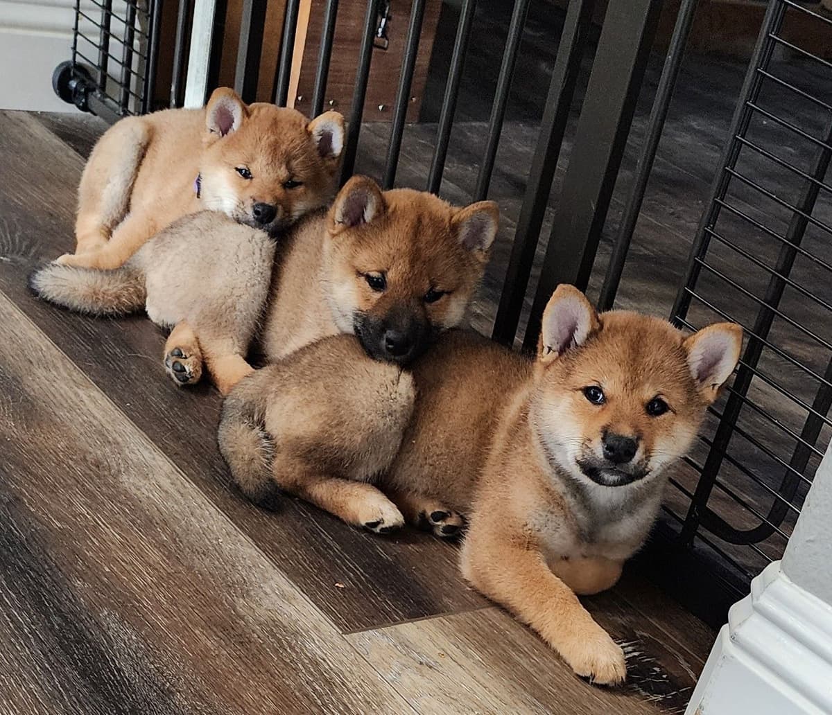 Shiba Inu Puppies breeder image 19
