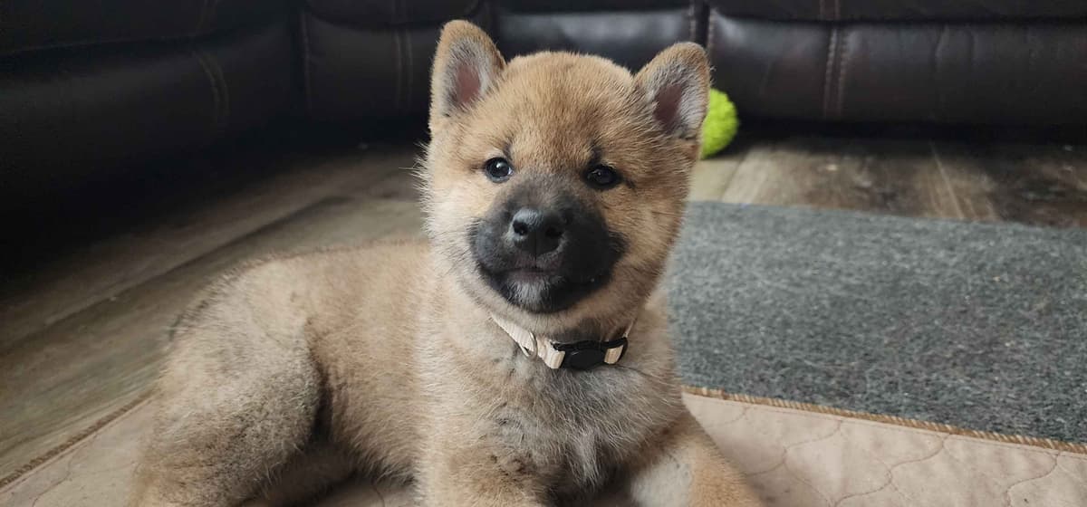 Shiba Inu Puppies breeder image 21