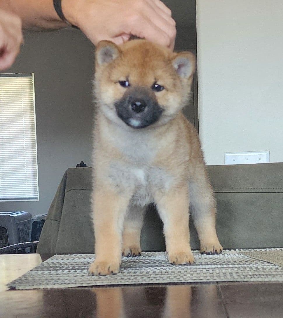 Shiba Inu Puppies breeder image 20