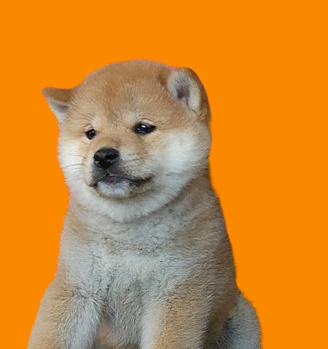 Shiba Inu Puppies media 4