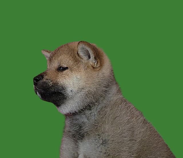 Shiba Inu Puppies media 7