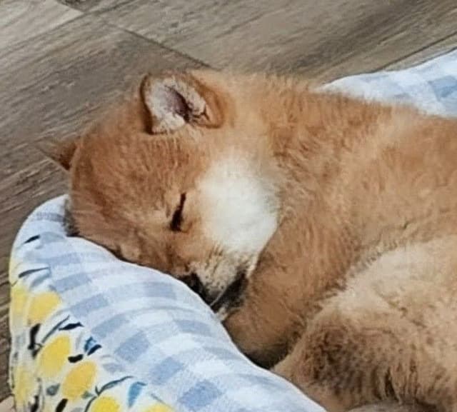 Shiba Inu Puppies media 3