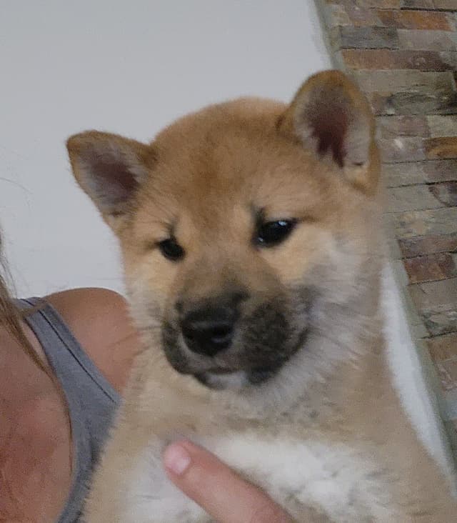 Shiba Inu Puppies media 2
