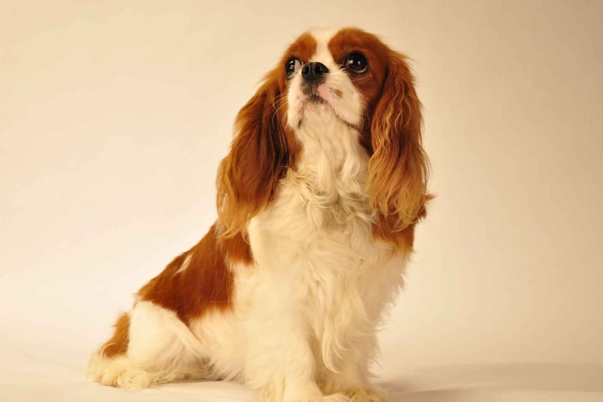 Cavalier King Charles Spaniel Puppies breeder image 1
