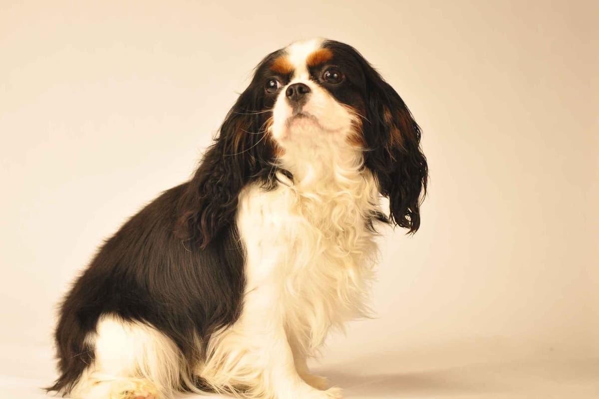 Cavalier King Charles Spaniel Puppies breeder image 2