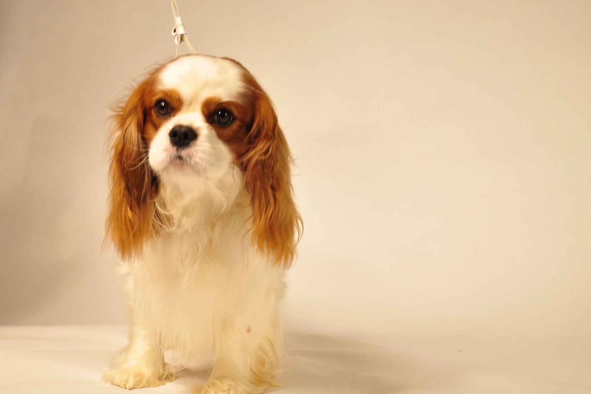 Cavalier King Charles Spaniel Puppies breeder image 3
