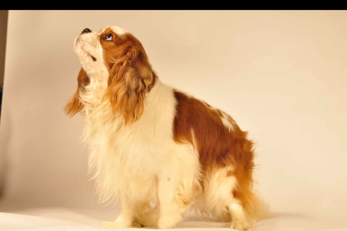 Cavalier King Charles Spaniel Puppies breeder image 4