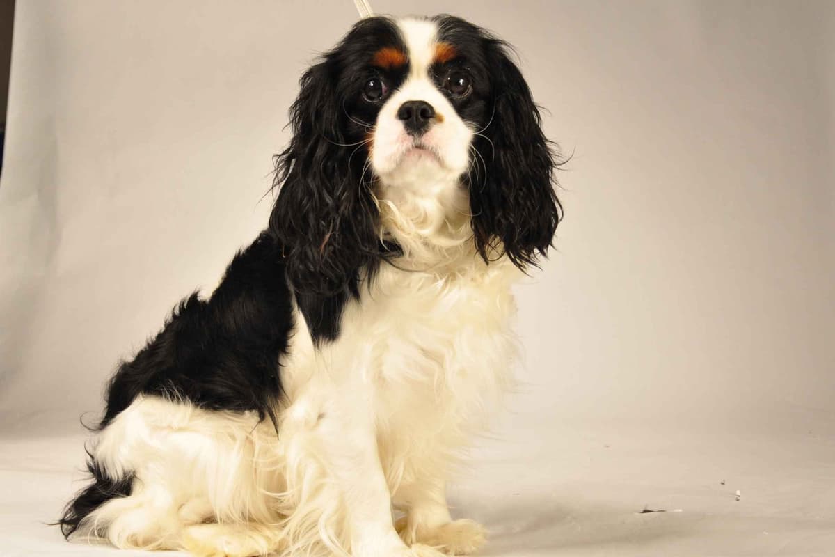 Cavalier King Charles Spaniel Puppies breeder image 5