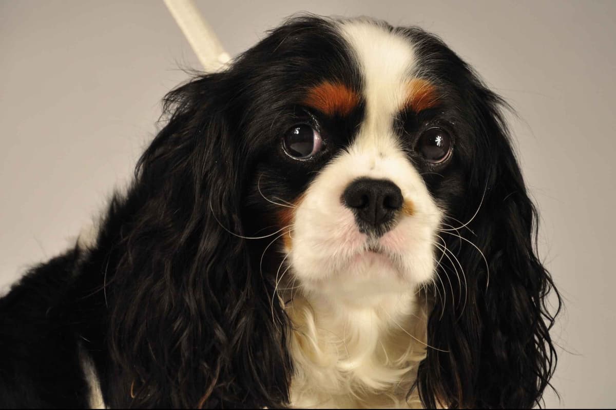 Cavalier King Charles Spaniel Puppies breeder image 6