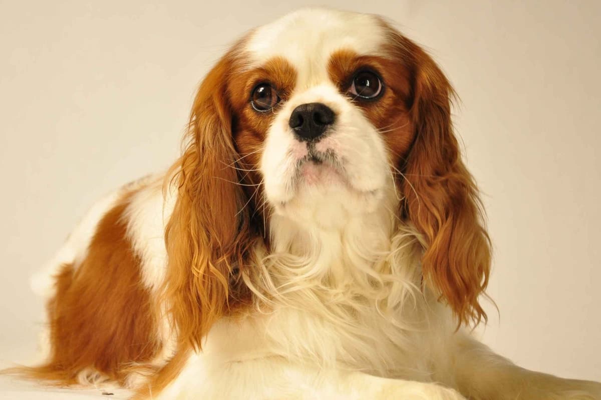 Cavalier King Charles Spaniel Puppies breeder image 7