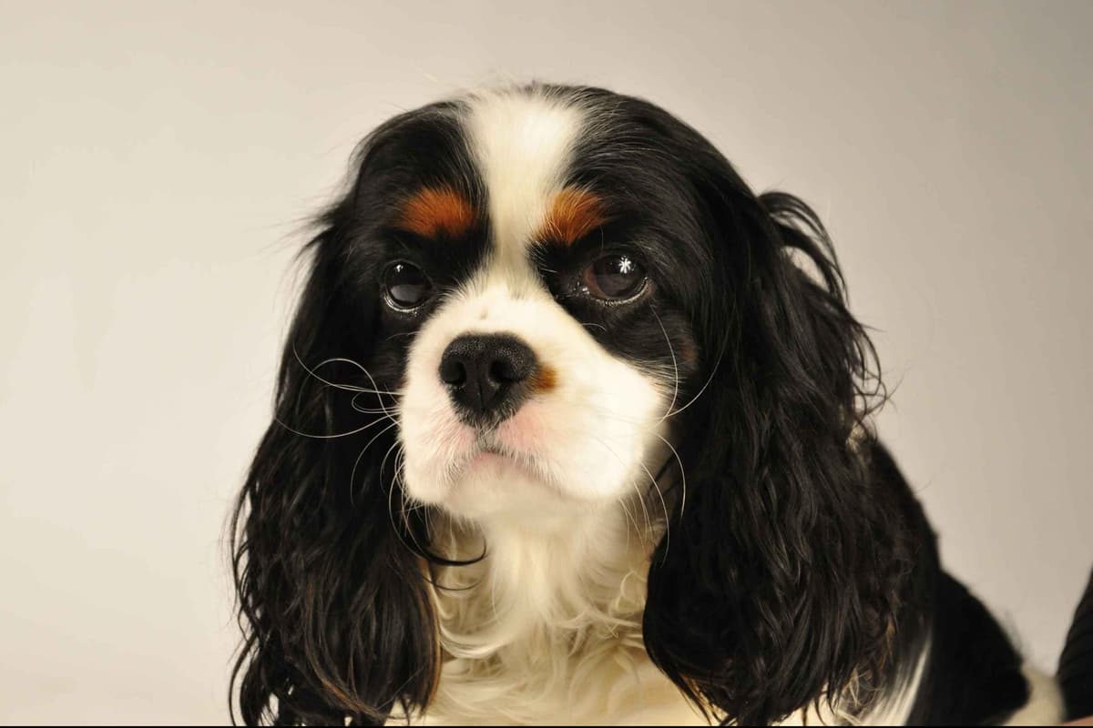 Cavalier King Charles Spaniel Puppies breeder image 8