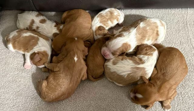 Cavalier King Charles Spaniel Puppies media 3
