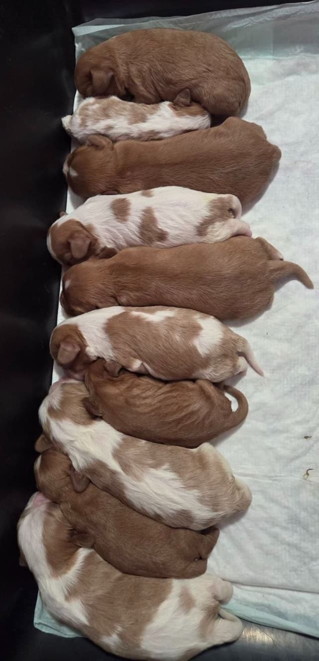 Cavalier King Charles Spaniel Puppies media 4