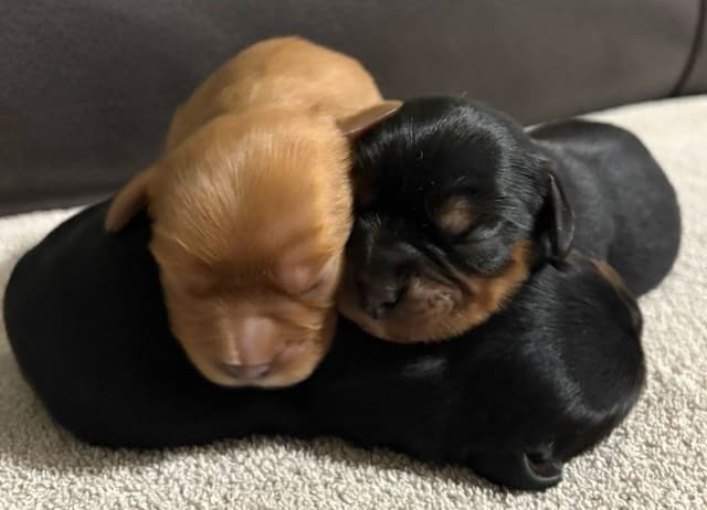 Cavalier King Charles Spaniel Puppies media 5