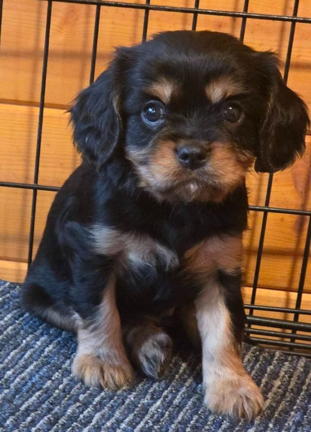Cavalier King Charles Spaniel Puppies media 2