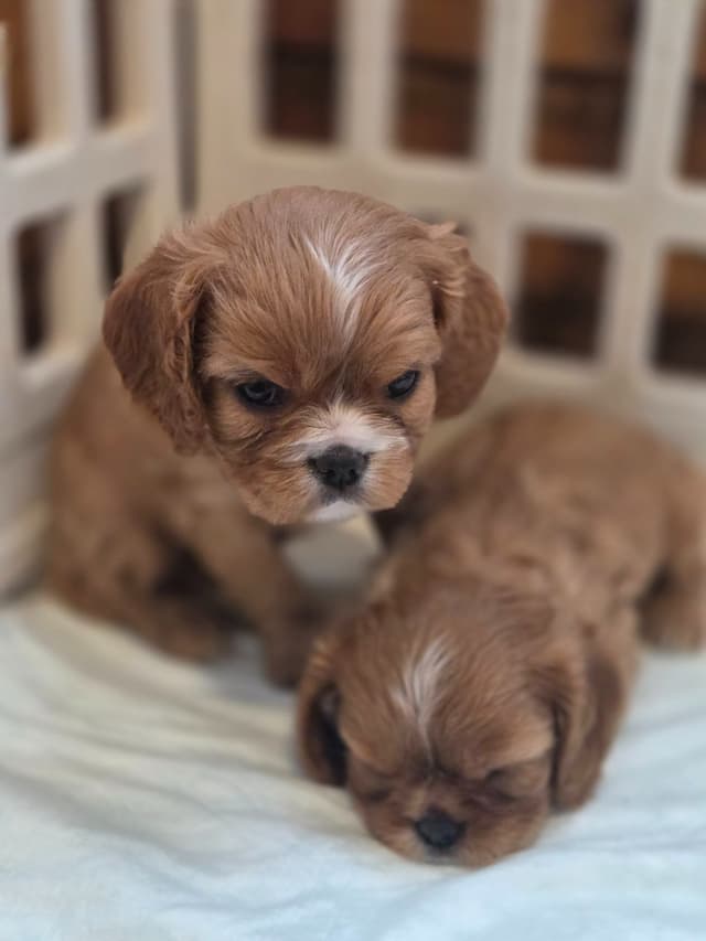 Cavalier King Charles Spaniel Puppies media 5