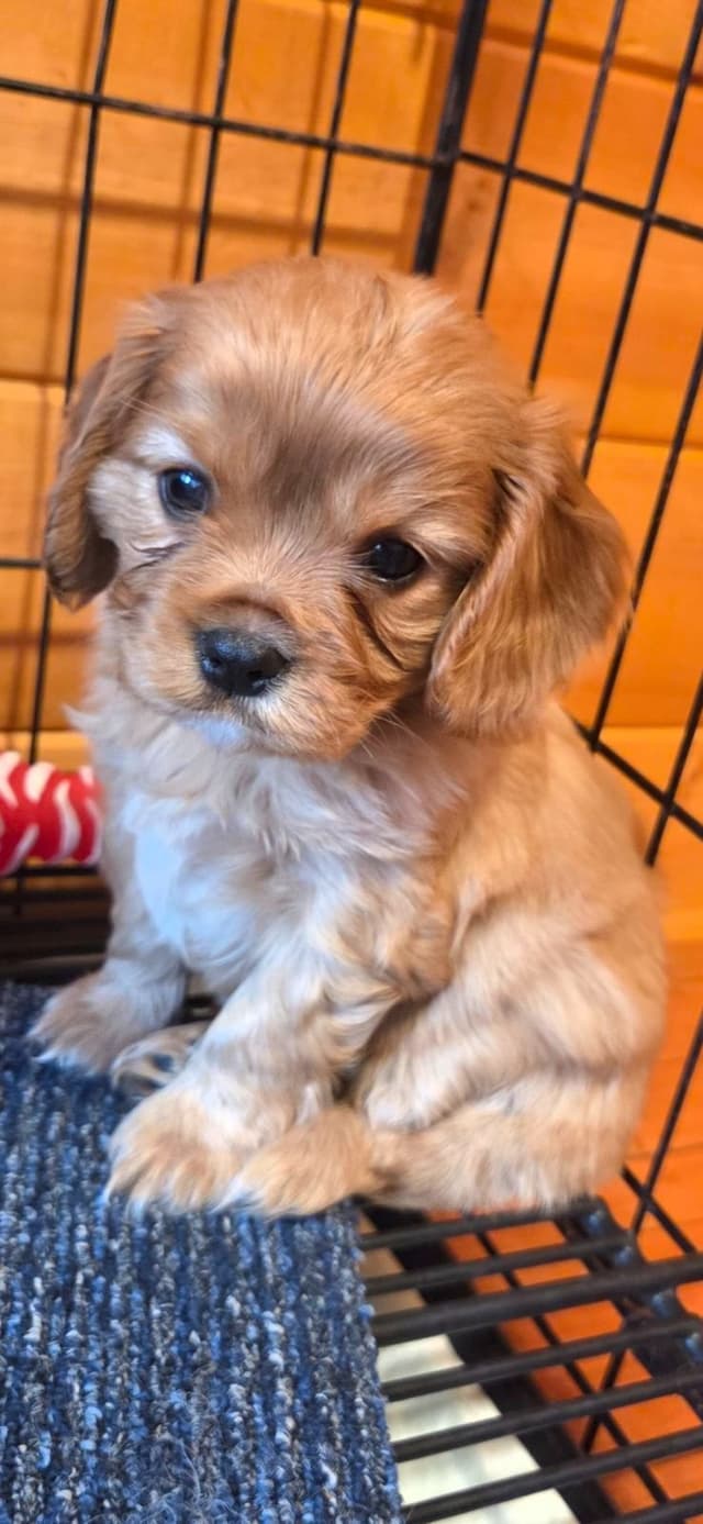 Cavalier King Charles Spaniel Puppies media 6