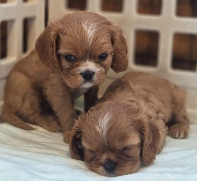 Cavalier King Charles Spaniel Puppies media 7