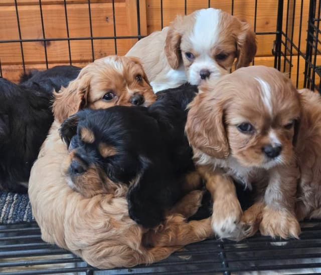 Cavalier King Charles Spaniel Puppies media 8