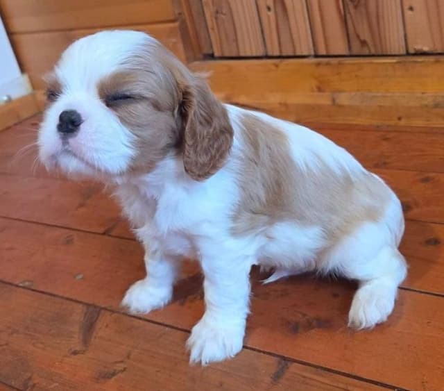Cavalier King Charles Spaniel Puppies media 9