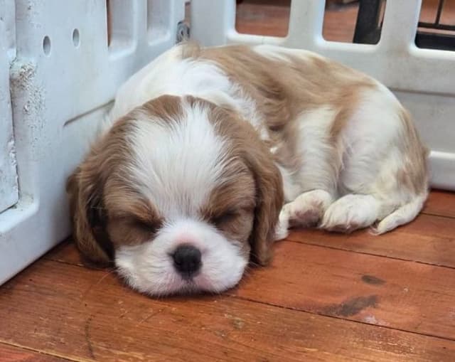 Cavalier King Charles Spaniel Puppies media 12