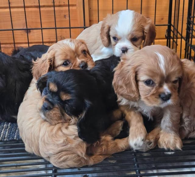 Cavalier King Charles Spaniel Puppies media 10
