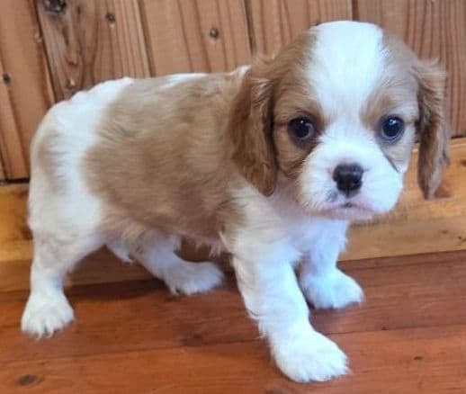 Cavalier King Charles Spaniel Puppies media 11
