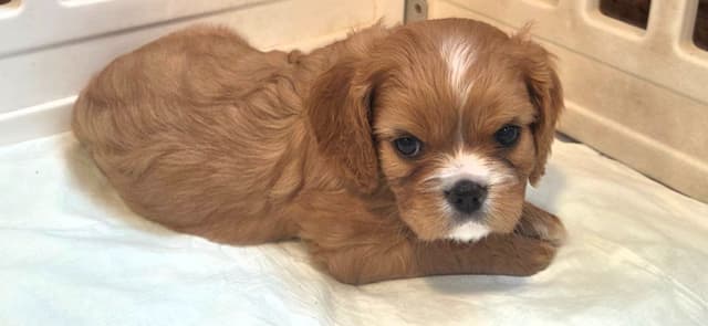 Cavalier King Charles Spaniel Puppies media 6