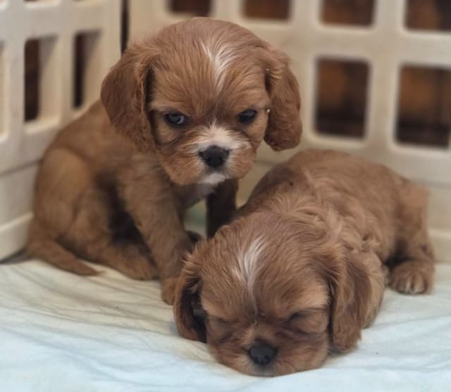 Cavalier King Charles Spaniel Puppies media 3