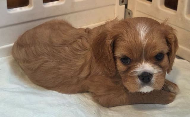 Cavalier King Charles Spaniel Puppies media 8
