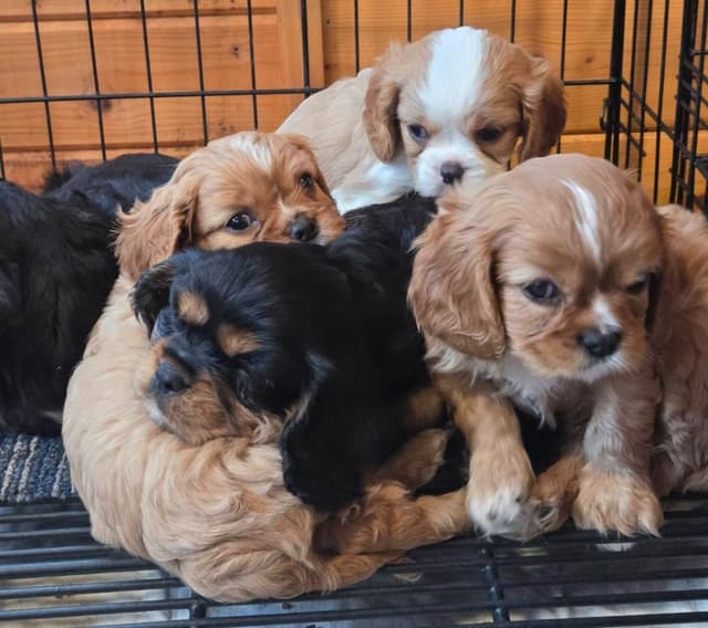 Cavalier King Charles Spaniel Puppies media 9