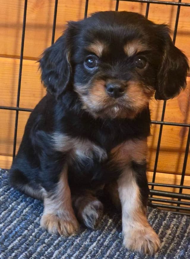 Cavalier King Charles Spaniel Puppies media 10