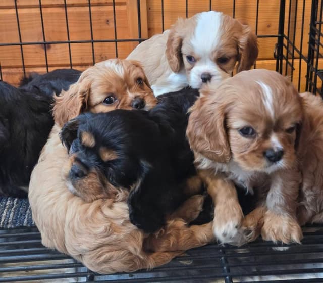 Cavalier King Charles Spaniel Puppies media 11