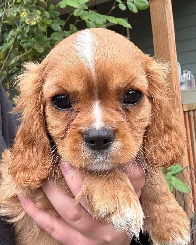 Cavalier King Charles Spaniel Puppies media 2