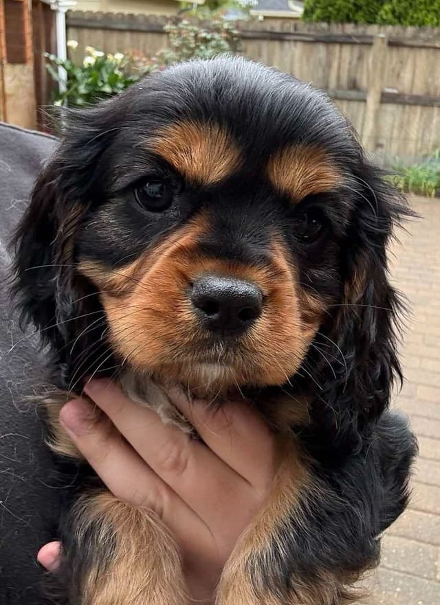 Cavalier King Charles Spaniel Puppies media 2