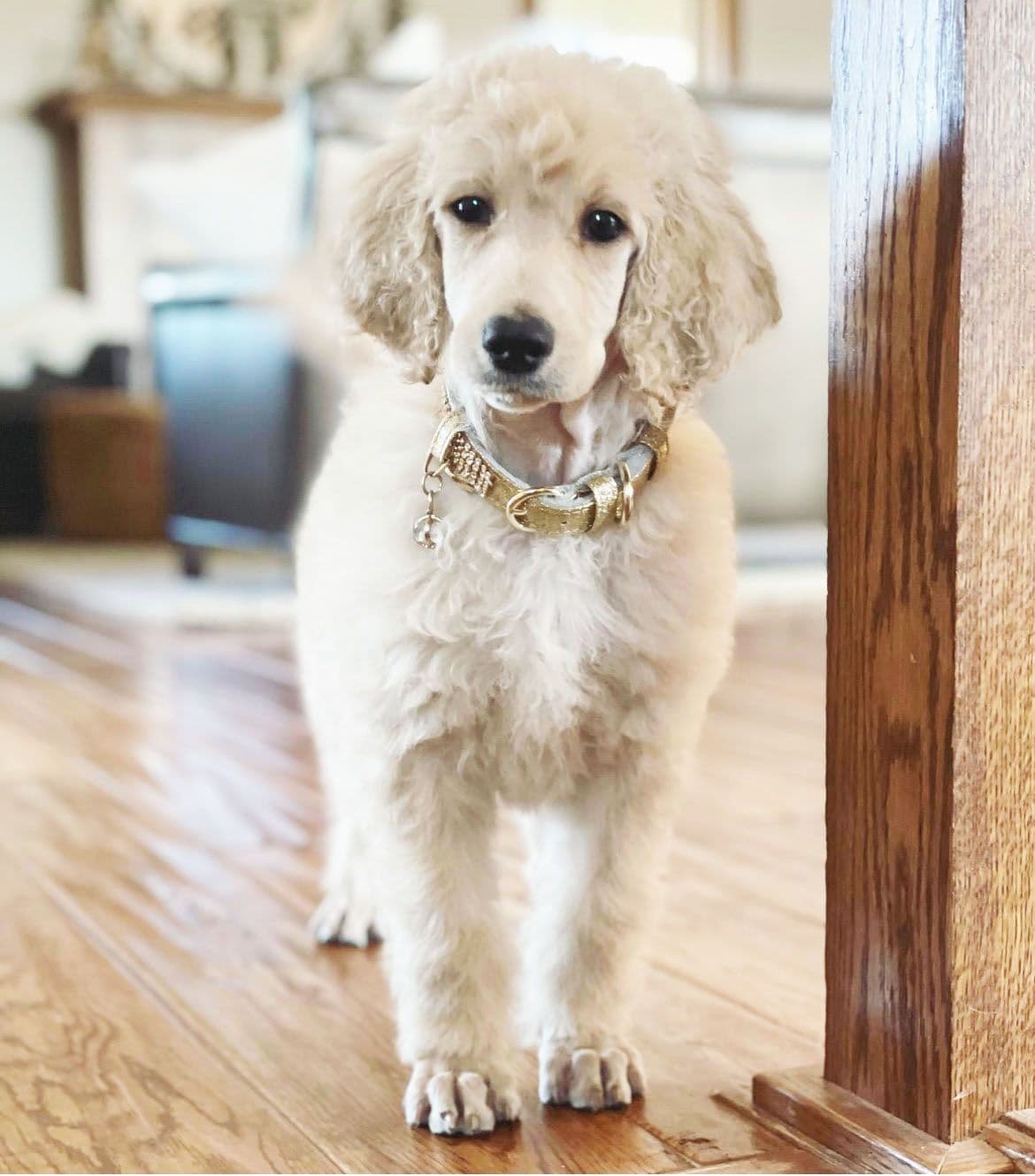Standard Poodles breeder image 3