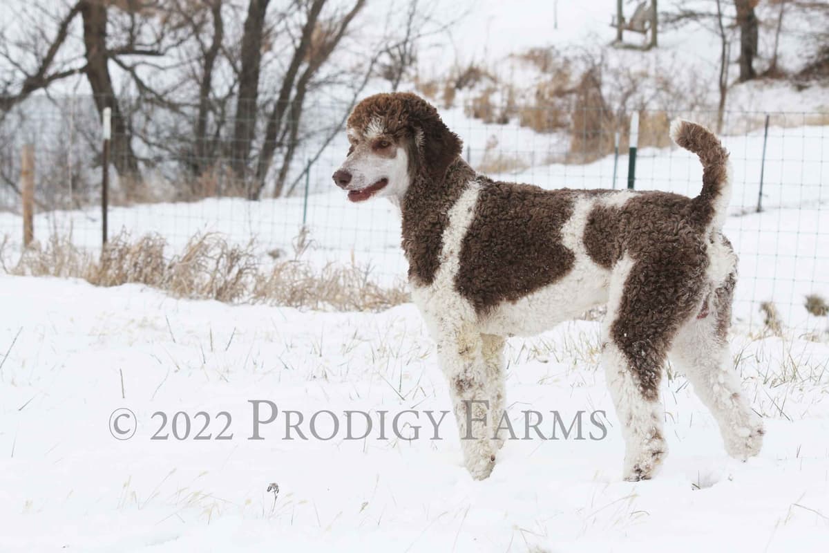 Standard Poodles breeder image 5