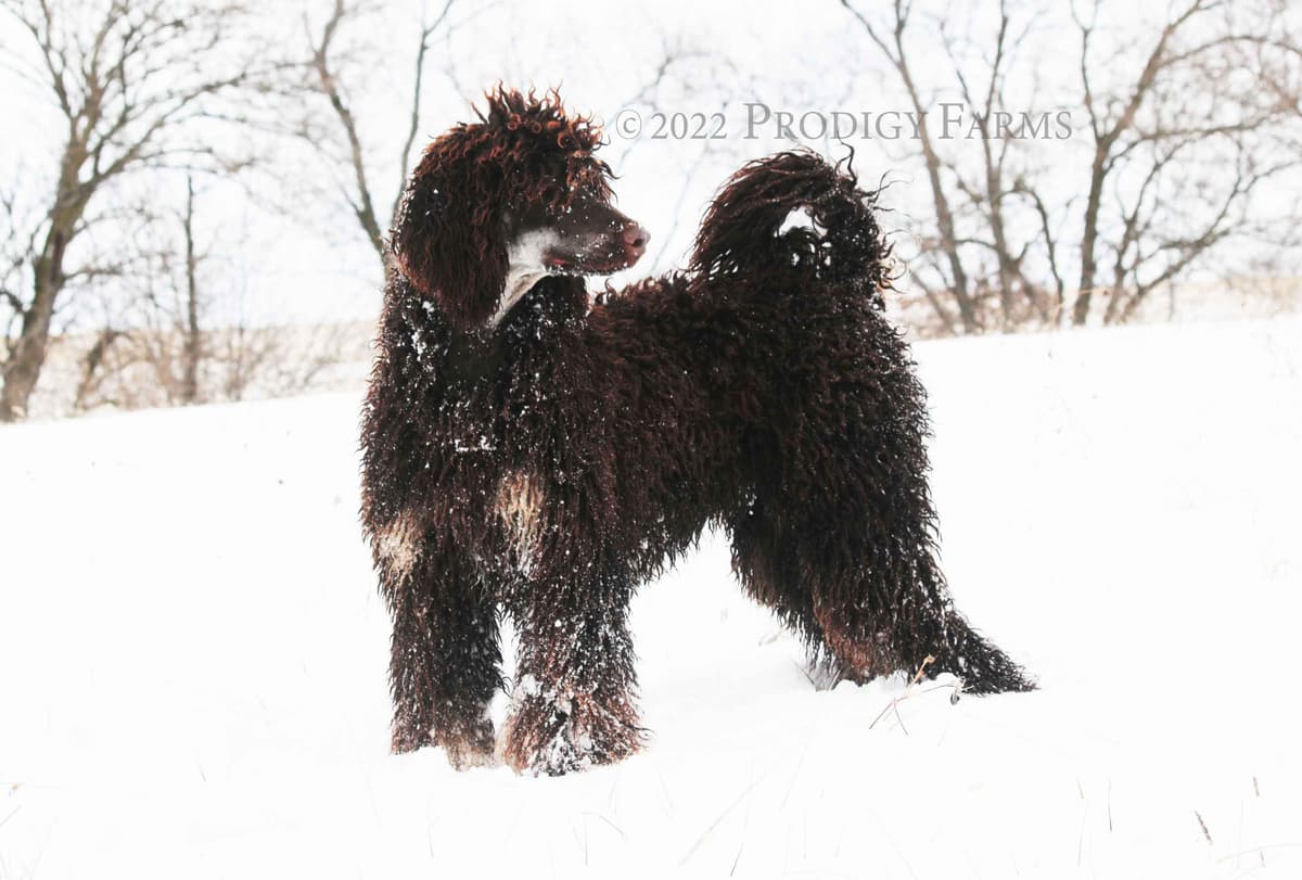 Standard Poodles breeder image 6