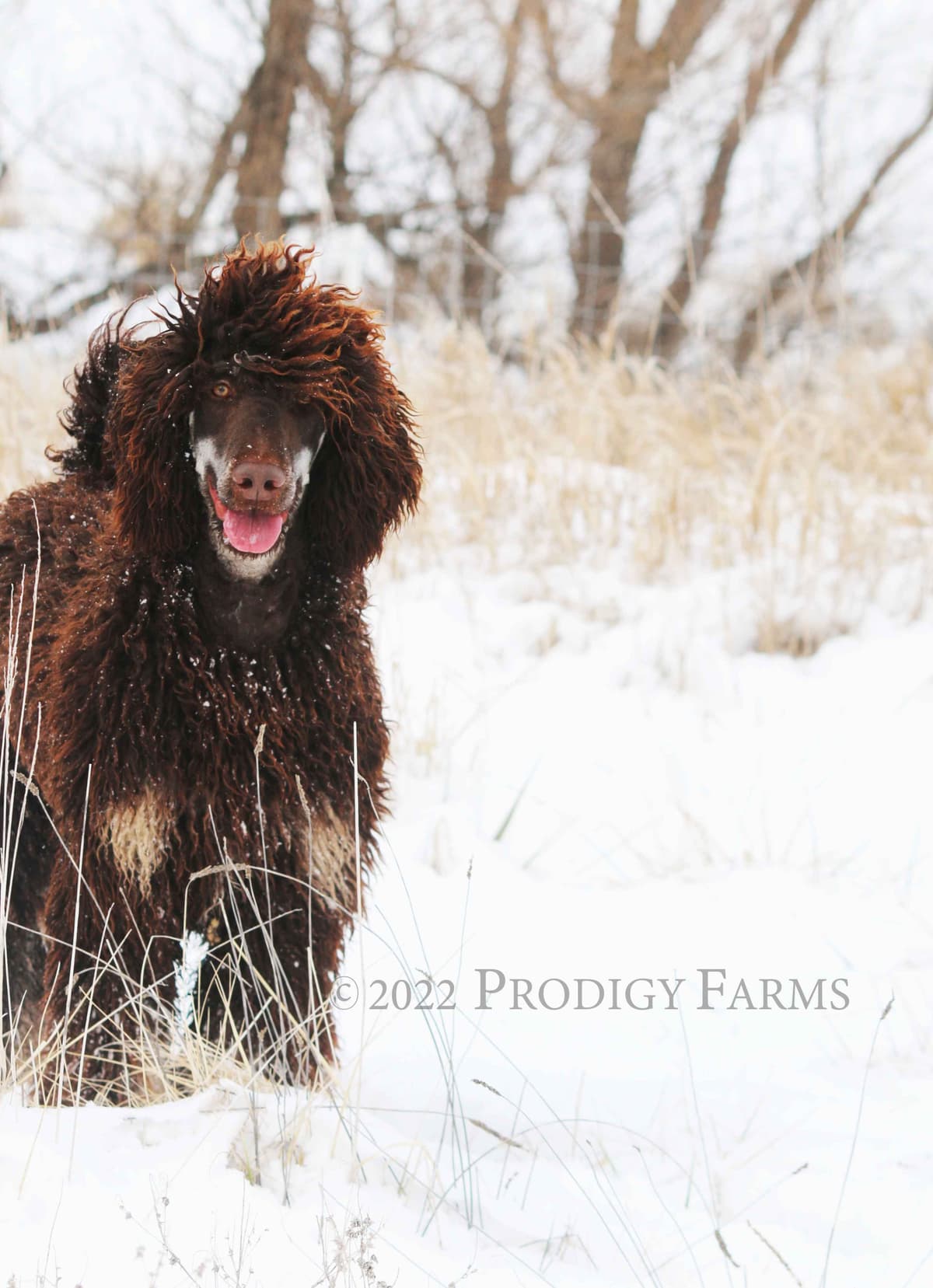 Standard Poodles breeder image 7