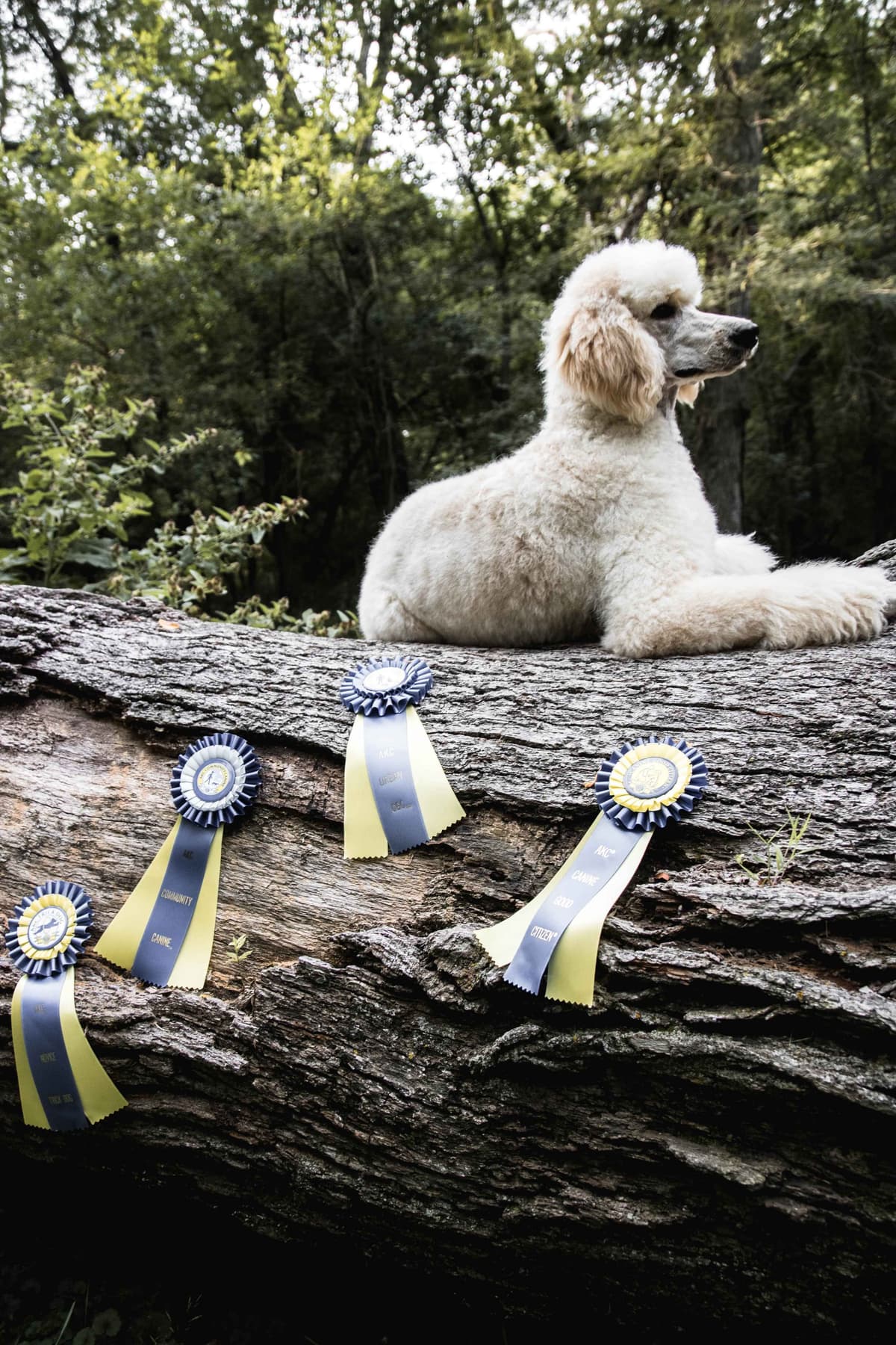Standard Poodles breeder image 9