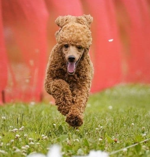 Standard Poodles breeder image 2