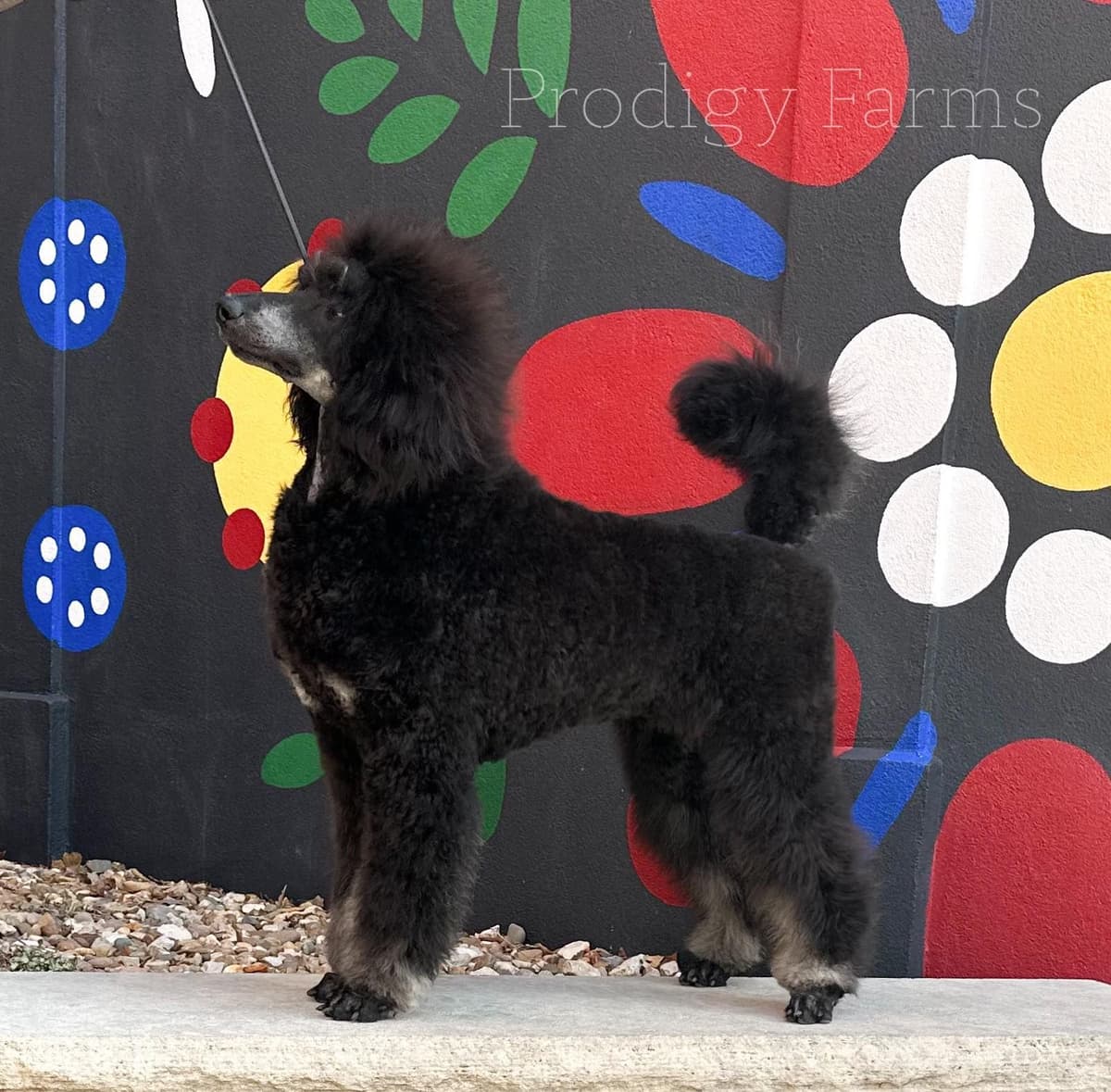 Standard Poodles breeder image 1