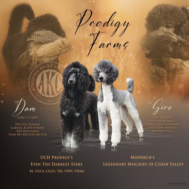 Standard Poodle Puppy media 2