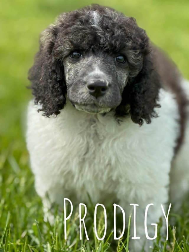 Standard Poodle Puppy media 3
