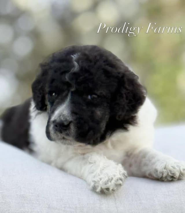 Standard Poodle Puppy media 4