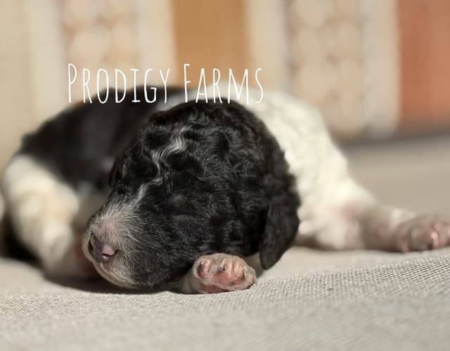 Standard Poodle Puppy media 5