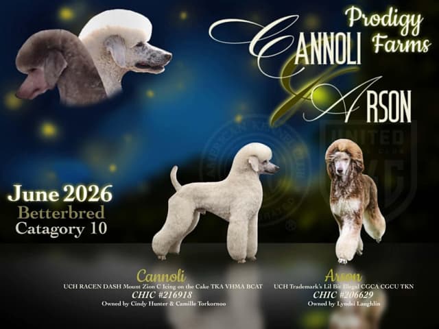 Standard Poodles media 3
