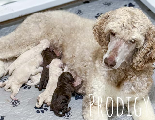Standard Poodles media 2