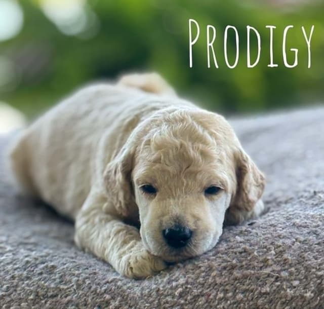 Standard Poodles media 5