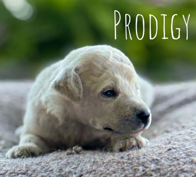 Standard Poodles media 7
